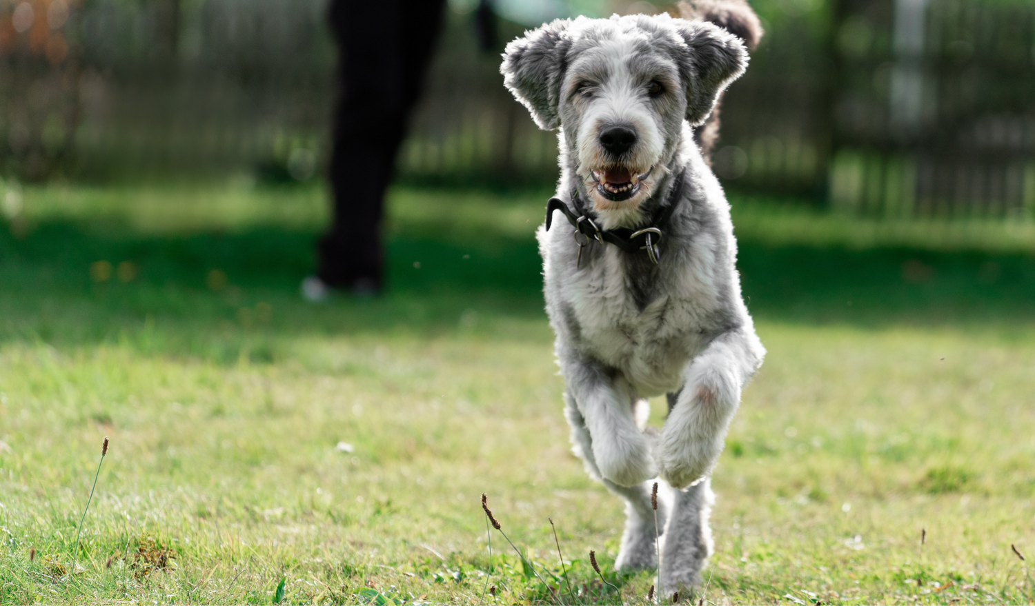 Play, Fetch, Bond