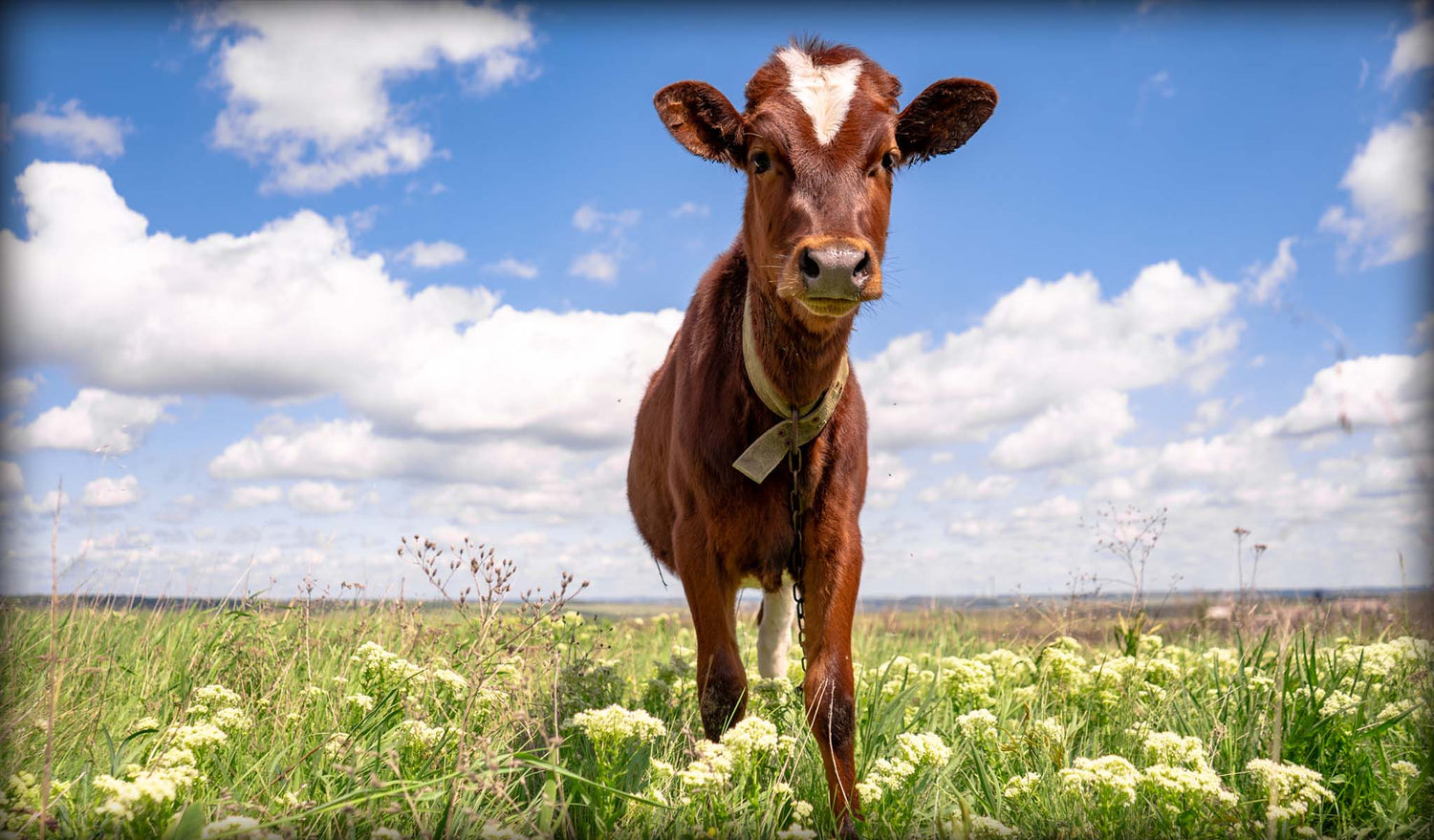 Pasture vs Conventionally Raised